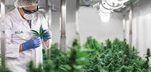 Llegó primer envío de cannabis medicinal de Khiron a Alemania