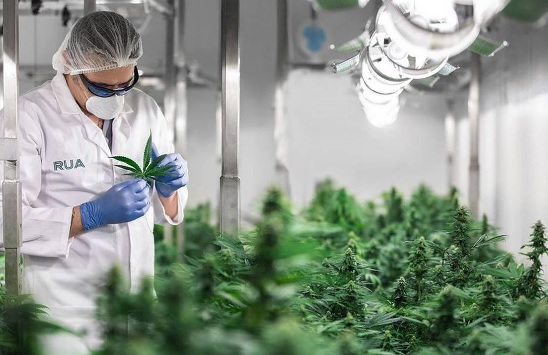 Llegó primer envío de cannabis medicinal de Khiron a Alemania