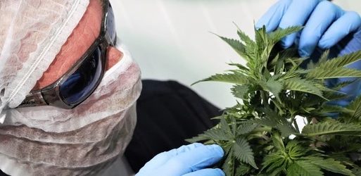 Grupo europeo Global Garden se quedó por US$30 millones con el control de la cannabiera Ikänik