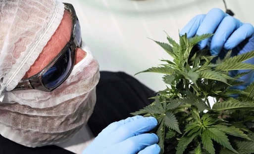 Grupo europeo Global Garden se quedó por US$30 millones con el control de la cannabiera Ikänik