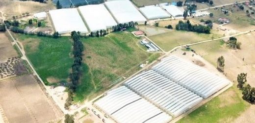 Ventas de Clever Leaves crecieron 19% en primer trimestre pero perdió US$13,8 millones