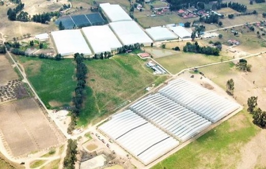 Ventas de Clever Leaves crecieron 19% en primer trimestre pero perdió US$13,8 millones