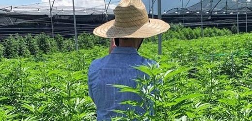 Tres nuevos miembros en la Junta Directiva de la cannabiera Avicanna