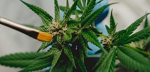 Productores nacionales insisten ante el presidente Duque que permita exportación de la flor de cannabis