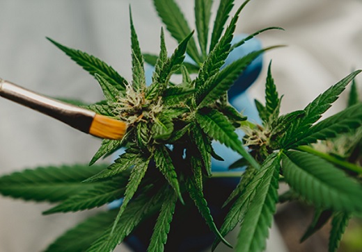 Productores nacionales insisten ante el presidente Duque que permita exportación de la flor de cannabis