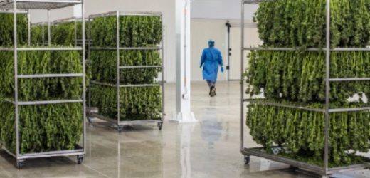 Clever Leaves lanzó “Proyecto Change Lives” con US$25 millones en cannabis medicinal a investigadores de E.U.