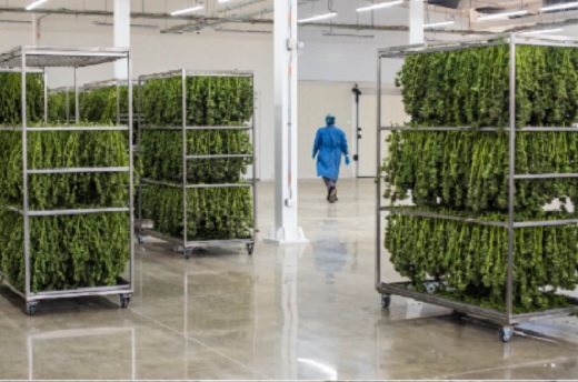 Clever Leaves lanzó “Proyecto Change Lives” con US$25 millones en cannabis medicinal a investigadores de E.U.