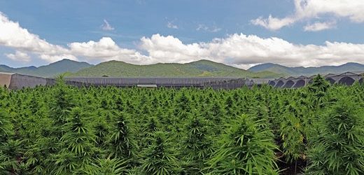 Avicanna acuerda vender US$3,2 millones en extractos de cannabis con THC y CBD a farmacéutica brasileña