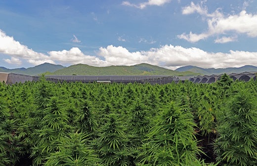Avicanna acuerda vender US$3,2 millones en extractos de cannabis con THC y CBD a farmacéutica brasileña