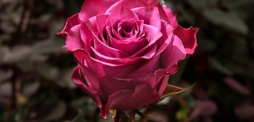 Excellence Flowers, otro cultivo colombiano de rosas que adquiere el fondo panameño estadounidense Ficf (The Elite Flower)