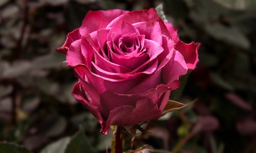Excellence Flowers, otro cultivo colombiano de rosas que adquiere el fondo panameño estadounidense Ficf (The Elite Flower)