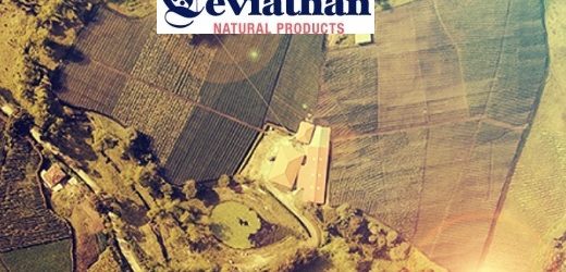 Canadiense Leviathan completó compra por $497 millones de colombiana de cannabis Natural Origins