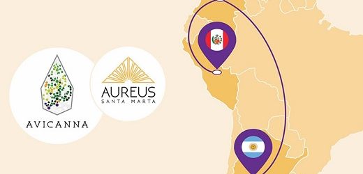 Avicanna levantó US$3,15 millones para producción, investigación y desarrollo clínico de cannabis