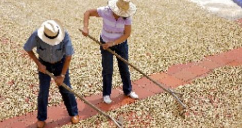 Aprobado Conpes para la sostenibilidad de la caficultura colombiana con una inversión mínima de $34.531 millones