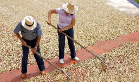 Aprobado Conpes para la sostenibilidad de la caficultura colombiana con una inversión mínima de $34.531 millones