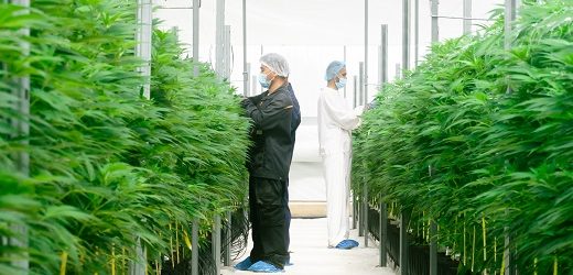 Clever Leaves realizó primera exportación comercial a E.U. de flor seca con alto contenido de THC (tetrahidrocannabinol)