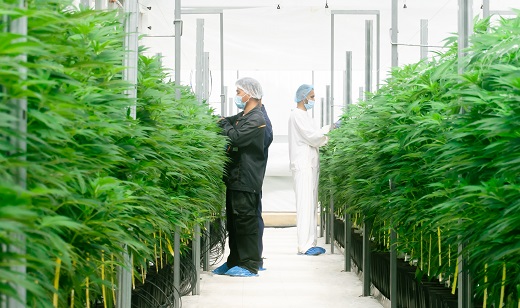 Clever Leaves realizó primera exportación comercial a E.U. de flor seca con alto contenido de THC (tetrahidrocannabinol)
