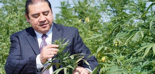 Amazonas Florestal, Ltd. de Miami adquirió Colombia Dreams Marijuana (CDM) de Ciénaga