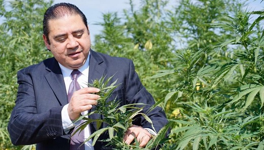 Amazonas Florestal, Ltd. de Miami adquirió Colombia Dreams Marijuana (CDM) de Ciénaga