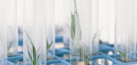 PharmaCielo perdió US$17,68 millones en los primeros nueve meses del año y apenas facturó US$381 mil