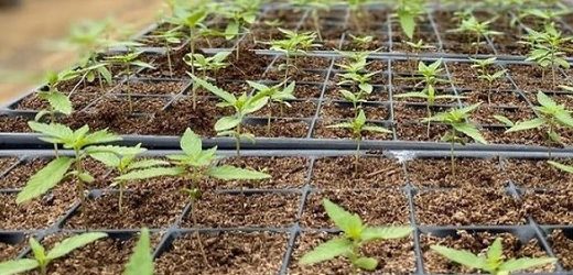 Filial de Avicanna en Colombia obtuvo certificado para exportar biomasa de cannabis a Europa