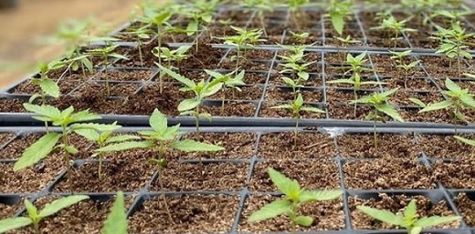 Filial de Avicanna en Colombia obtuvo certificado para exportar biomasa de cannabis a Europa