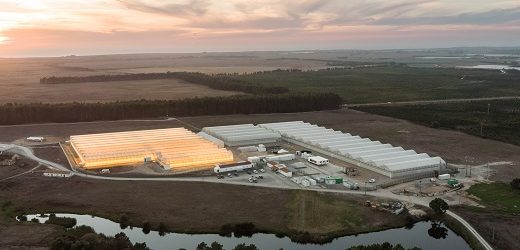 Autoridad sanitaria portuguesa autorizó expansión de Clever Leaves que espera diversificar su potencial exportador