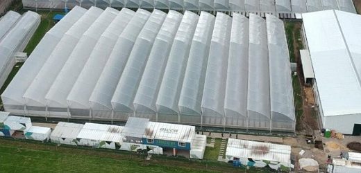 Medcolcanna Organics (de exPacifics y ex Trenaco) cambia de bolsa de valores en Canadá