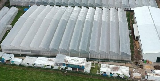 Medcolcanna Organics (de exPacifics y ex Trenaco) cambia de bolsa de valores en Canadá