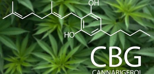 Primer envío de “cannabis raro” desde Colombia: Avicanna completó primera exportación de CBG a la Unión Europea