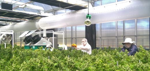 Australian Natural Therapeutics Group firmó acuerdo de cannabis medicinal por US$7,8 millones con Clever Leaves