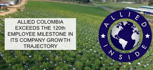 Allied firma venta a Australia de 1.000 kilos de flor de cannabis colombiana por un millón de euros