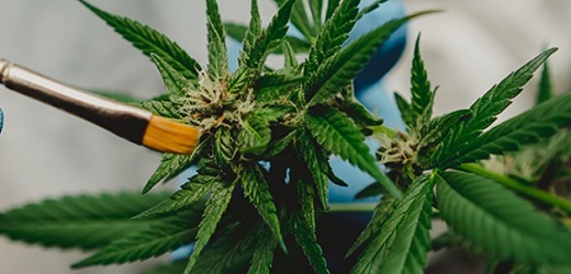Con siete meses de demora, Gobierno colombiano “destrabó” exportación de flor de cannabis para uso medicinal y científico