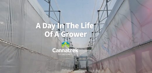 Clever Leaves amplía su relación con Cannatrek en Australia al acordar ventas de US$3,6 millones por dos años