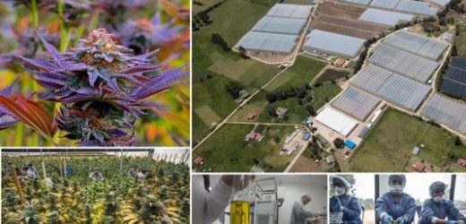 Cannabiera colombiana Clever Leaves bajo el riesgo de que sus acciones ordinarias se eliminen tras poco más de cuatro años en listado de Nasdaq