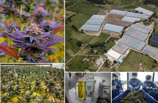 Cannabiera colombiana Clever Leaves bajo el riesgo de que sus acciones ordinarias se eliminen tras poco más de cuatro años en listado de Nasdaq