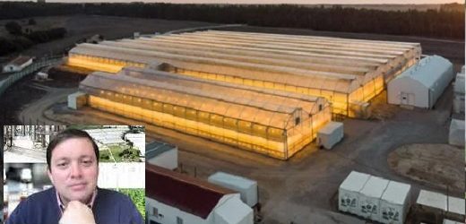 Clever Leaves Holdings Inc decidió liquidar sus operaciones en Portugal y despedir 63 empleados al arrancar reestructuración de sus negocios