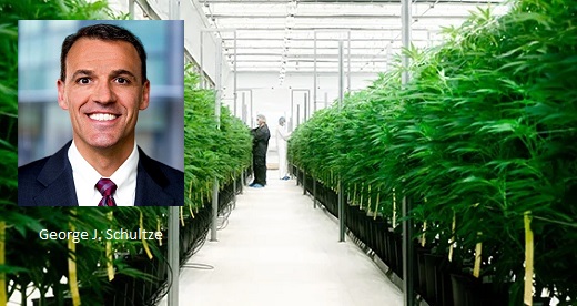 Experto en inversiones bajo estress se queda con el 8% de cannabiera Clever Leaves y entra en su Junta Directiva