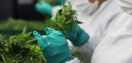 Clever Leaves perdió entre US$38,8 millones y US$39,2 millones en 2021 y vendió US$15,4 millones