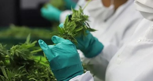 Clever Leaves perdió entre US$38,8 millones y US$39,2 millones en 2021 y vendió US$15,4 millones