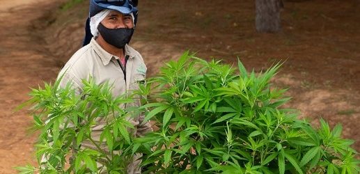 Flora Growth venderá a israelí 3.6 toneladas de flores secas de cannabis con alto contenido de THC