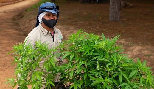 Flora Growth venderá a israelí 3.6 toneladas de flores secas de cannabis con alto contenido de THC