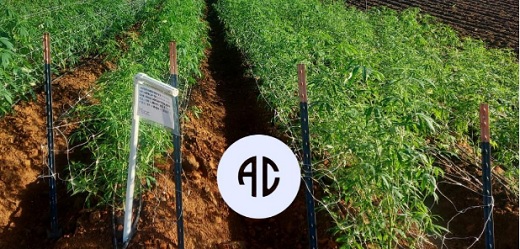 Allied Corp. completó venta y envío de diez kilos de aislado de CBD de cannabis de Colombia a Australia