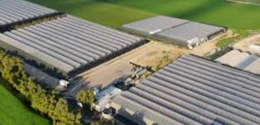 InterCure y Clever Leaves se asocian para cultivar y distribuir cannabis en Europa, Australia e Israel