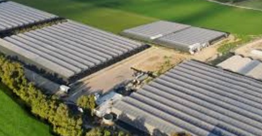 InterCure y Clever Leaves se asocian para cultivar y distribuir cannabis en Europa, Australia e Israel