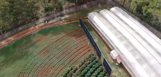 Allied inició exportación de dos toneladas y media de flor seca de cannabis colombiano a E.U. y Australia