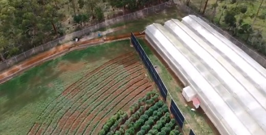 Allied inició exportación de dos toneladas y media de flor seca de cannabis colombiano a E.U. y Australia
