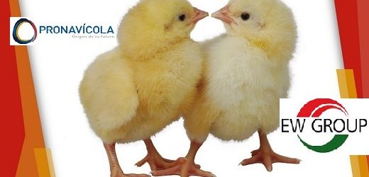EW Group de Alemania compró 60% de la empresa colombiana Pronavícola (de los grupos vallecaucanos Carval y Tascón)