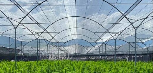 Santa Marta Golden Hemp, de Avicanna, completó primera exportación de extractos de cannabis a Portugal