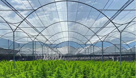 Santa Marta Golden Hemp, de Avicanna, completó primera exportación de extractos de cannabis a Portugal